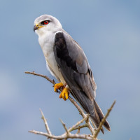 Black-winged Kite